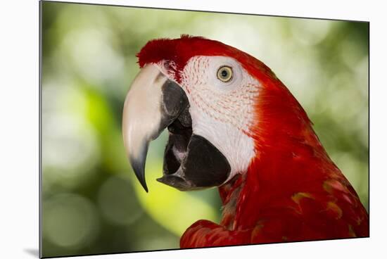 Green-Winged Macaw (Captive), South America, Excl-Lynn M^ Stone-Mounted Photographic Print