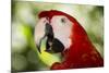 Green-Winged Macaw (Captive), South America, Excl-Lynn M^ Stone-Mounted Photographic Print