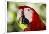 Green-Winged Macaw (Captive), South America, Excl-Lynn M^ Stone-Framed Photographic Print