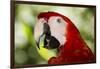 Green-Winged Macaw (Captive), South America, Excl-Lynn M^ Stone-Framed Photographic Print