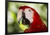 Green-Winged Macaw (Captive), South America, Excl-Lynn M^ Stone-Framed Photographic Print