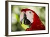 Green-Winged Macaw (Captive), South America, Excl-Lynn M^ Stone-Framed Photographic Print