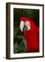 Green-Winged Macaw (Captive), South America, Excl-Lynn M^ Stone-Framed Photographic Print