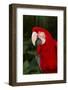 Green-Winged Macaw (Captive), South America, Excl-Lynn M^ Stone-Framed Photographic Print