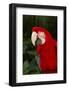 Green-Winged Macaw (Captive), South America, Excl-Lynn M^ Stone-Framed Photographic Print