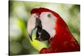 Green-Winged Macaw (Captive), South America, Excl-Lynn M^ Stone-Stretched Canvas