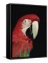 Green Winged Macaw-Lynn M. Stone-Framed Stretched Canvas