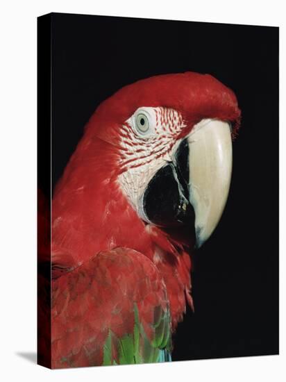 Green Winged Macaw-Lynn M. Stone-Stretched Canvas