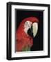 Green Winged Macaw-Lynn M. Stone-Framed Premium Photographic Print