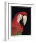 Green Winged Macaw-Lynn M. Stone-Framed Premium Photographic Print