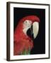 Green Winged Macaw-Lynn M. Stone-Framed Photographic Print