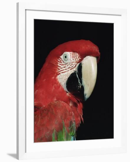 Green Winged Macaw-Lynn M. Stone-Framed Photographic Print