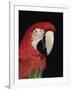 Green Winged Macaw-Lynn M. Stone-Framed Photographic Print