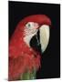 Green Winged Macaw-Lynn M. Stone-Mounted Photographic Print