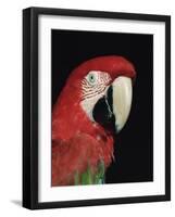 Green Winged Macaw-Lynn M. Stone-Framed Photographic Print