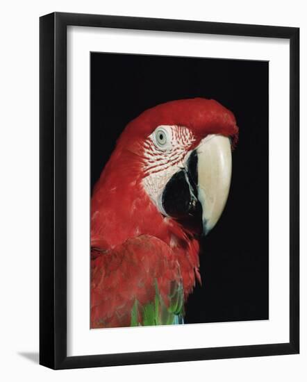 Green Winged Macaw-Lynn M. Stone-Framed Photographic Print