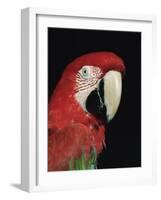 Green Winged Macaw-Lynn M. Stone-Framed Photographic Print