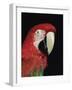 Green Winged Macaw-Lynn M. Stone-Framed Photographic Print