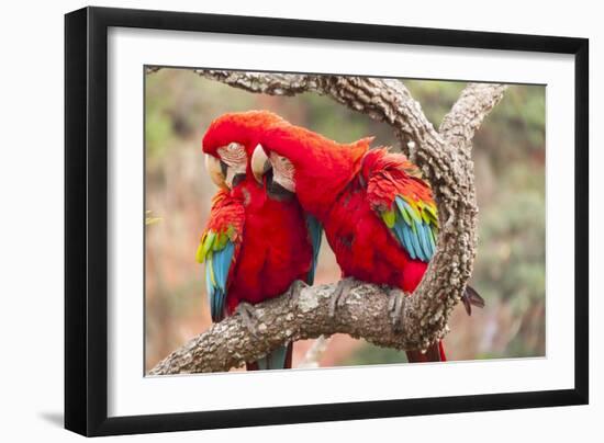 Green-winged macaws preening each other, Brazil-Mark Taylor-Framed Photographic Print