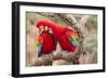 Green-winged macaws preening each other, Brazil-Mark Taylor-Framed Photographic Print