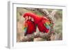 Green-winged macaws preening each other, Brazil-Mark Taylor-Framed Photographic Print