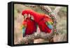 Green-winged macaws preening each other, Brazil-Mark Taylor-Framed Stretched Canvas