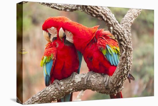 Green-winged macaws preening each other, Brazil-Mark Taylor-Stretched Canvas