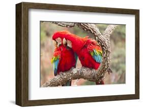 Green-winged macaws preening each other, Brazil-Mark Taylor-Framed Photographic Print