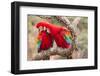 Green-winged macaws preening each other, Brazil-Mark Taylor-Framed Photographic Print