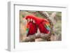 Green-winged macaws preening each other, Brazil-Mark Taylor-Framed Photographic Print