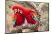 Green-winged macaws preening each other, Brazil-Mark Taylor-Mounted Photographic Print