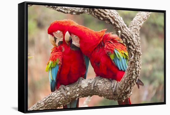 Green-winged macaws preening each other, Brazil-Mark Taylor-Framed Stretched Canvas