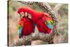 Green-winged macaws preening each other, Brazil-Mark Taylor-Stretched Canvas