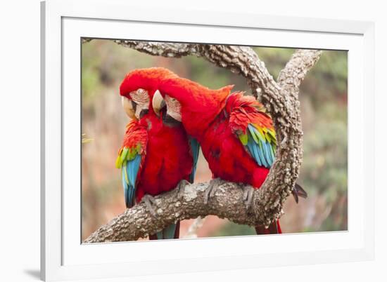 Green-winged macaws preening each other, Brazil-Mark Taylor-Framed Photographic Print