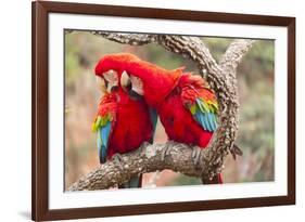 Green-winged macaws preening each other, Brazil-Mark Taylor-Framed Photographic Print