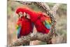 Green-winged macaws preening each other, Brazil-Mark Taylor-Mounted Photographic Print