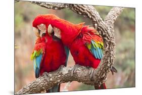 Green-winged macaws preening each other, Brazil-Mark Taylor-Mounted Photographic Print