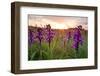 Green-winged orchids at sunrise, Bristol, UK-Michael Hutchinson-Framed Photographic Print