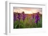 Green-winged orchids at sunrise, Bristol, UK-Michael Hutchinson-Framed Photographic Print