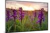 Green-winged orchids at sunrise, Bristol, UK-Michael Hutchinson-Mounted Photographic Print