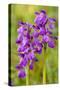 Green-Winged Orchids-null-Stretched Canvas