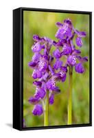 Green-Winged Orchids-null-Framed Stretched Canvas