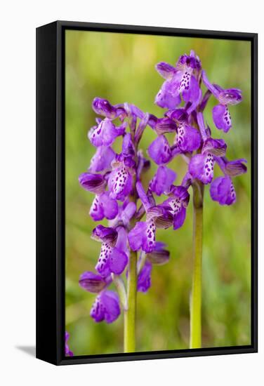 Green-Winged Orchids-null-Framed Stretched Canvas