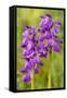 Green-Winged Orchids-null-Framed Stretched Canvas