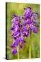 Green-Winged Orchids-null-Stretched Canvas