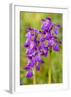 Green-Winged Orchids-null-Framed Photographic Print