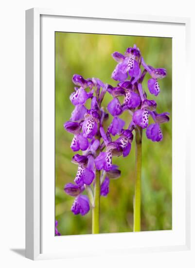 Green-Winged Orchids-null-Framed Photographic Print