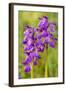 Green-Winged Orchids-null-Framed Photographic Print