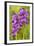 Green-Winged Orchids-null-Framed Photographic Print