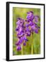 Green-Winged Orchids-null-Framed Photographic Print